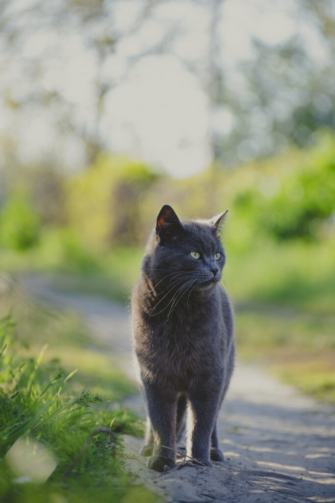 cat, outdoors, nature