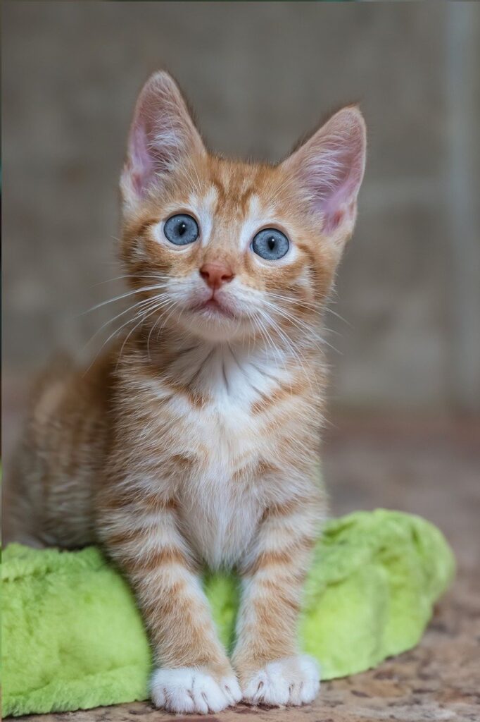 cat, kitten, domestic animal