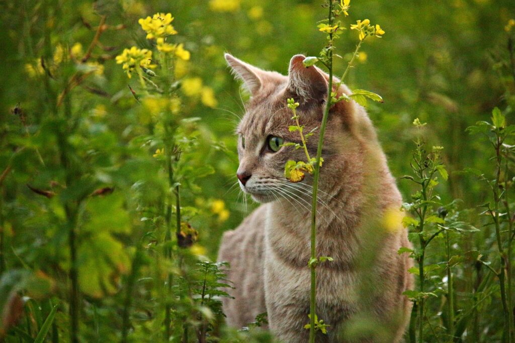 cat, kitten, flower background
