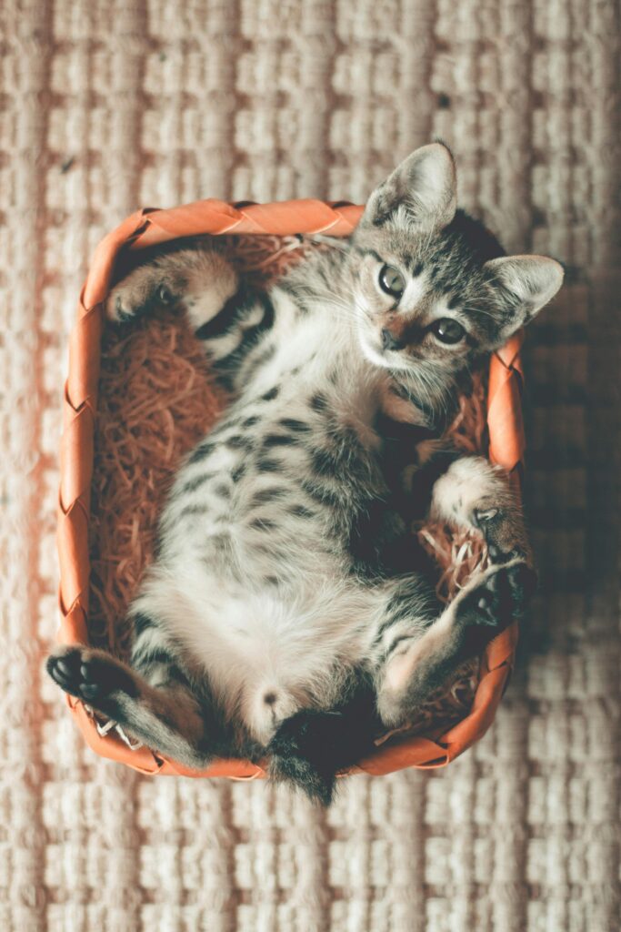 Photo of Tabby Kitten Lying on Orange Basket
