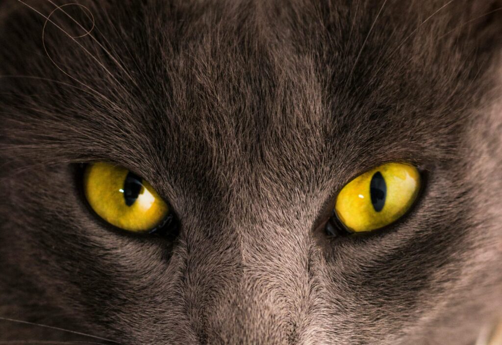 Black Cat Lying on Gray Surface