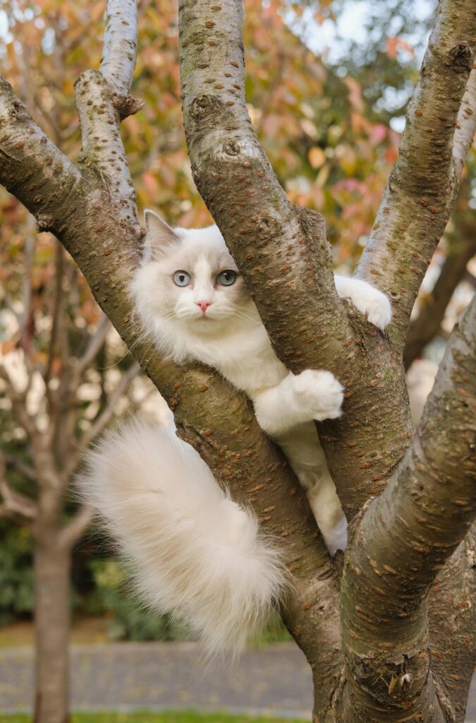 Photo of Cat Climbing on Tree