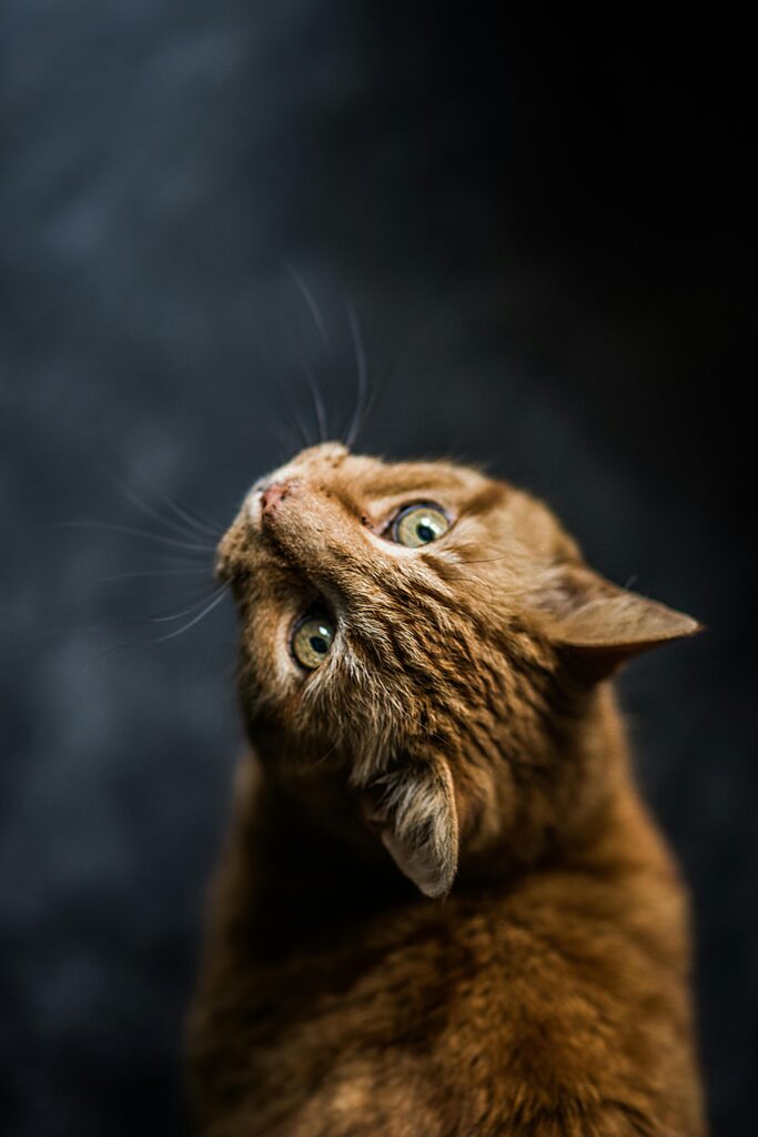 Selective Focus Photography Of Cat